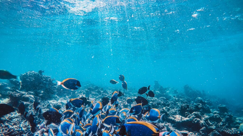 A school of fish in water.