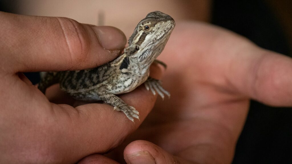 Gray lizard in a person's hand.
