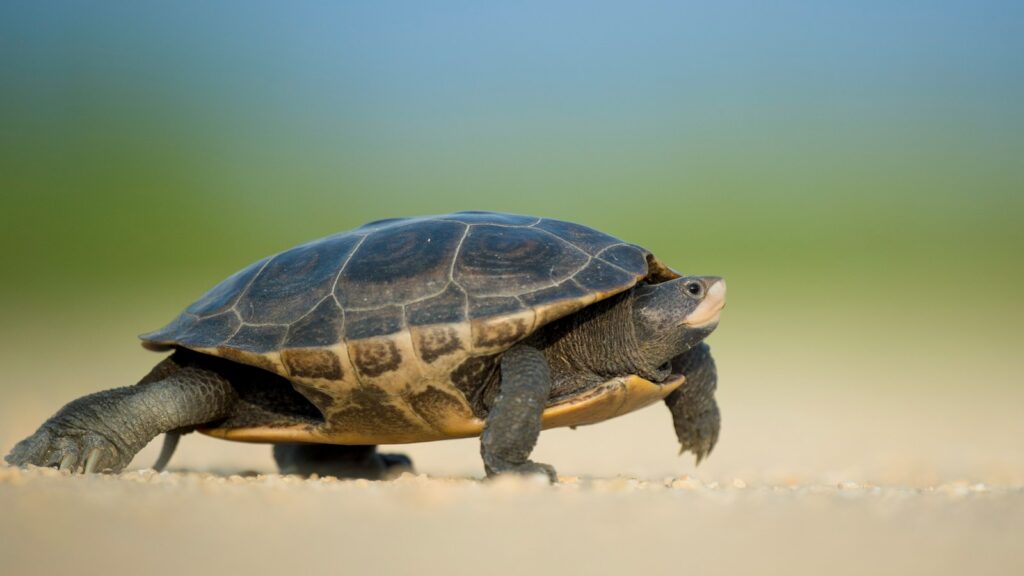 Focused photo of a sea turtle walking on the seashore.