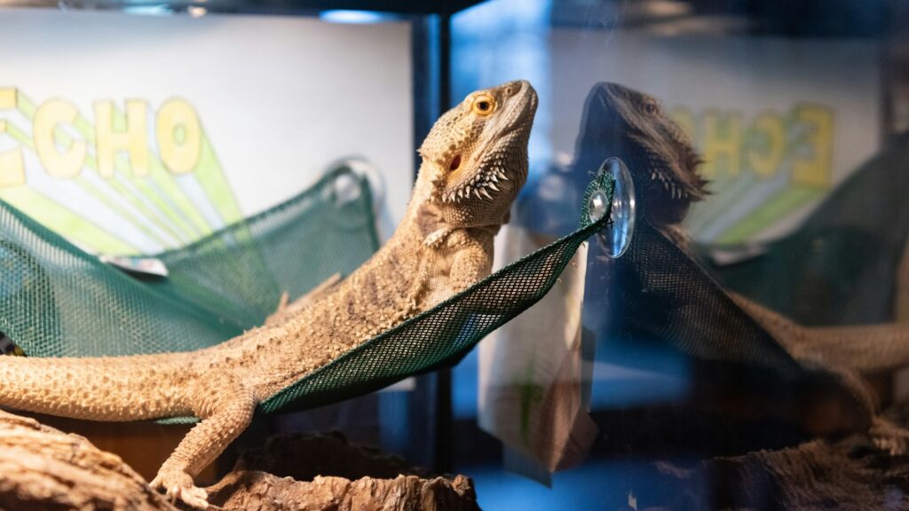 A lizard is sitting on a hammock in a glass case.