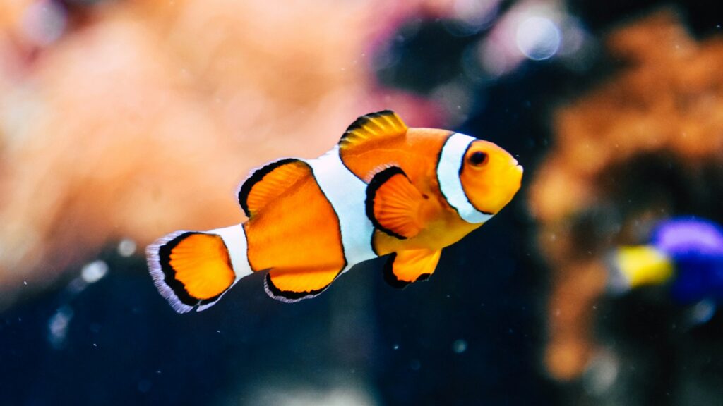Bright orange clownfish with white stripes in coral reef aquarium.