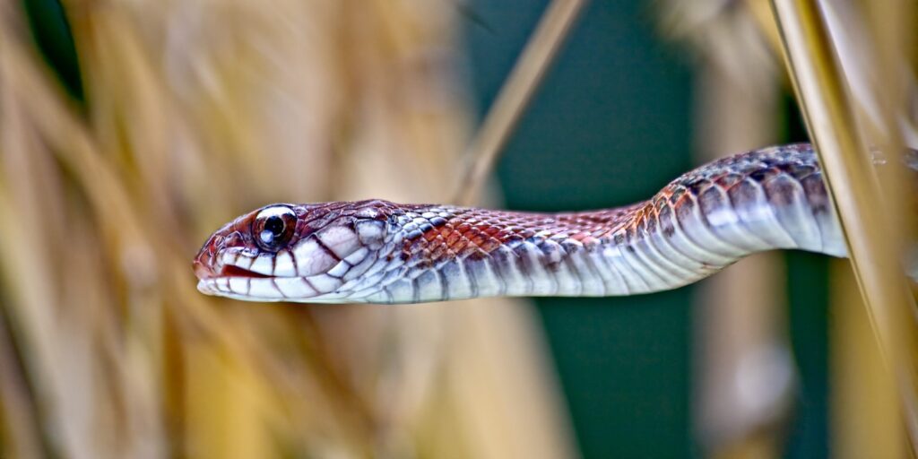 red snake in macro shot