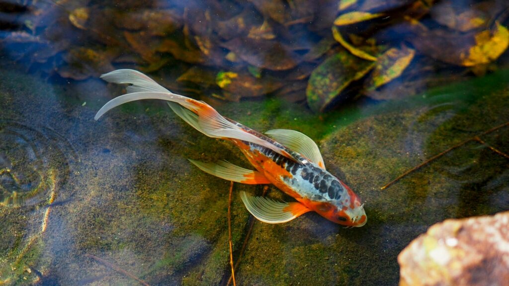 Orange koi fish in body of water.