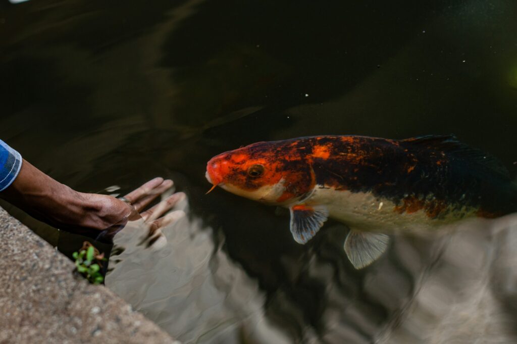 A man reaching for a fish in a pond