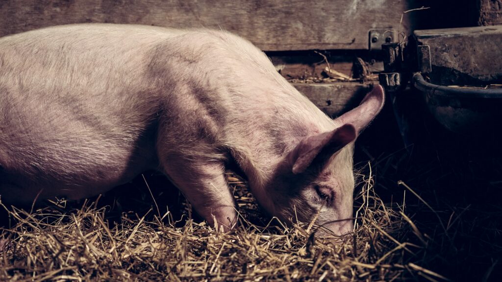 A white pig sniffing through hay in a barn.