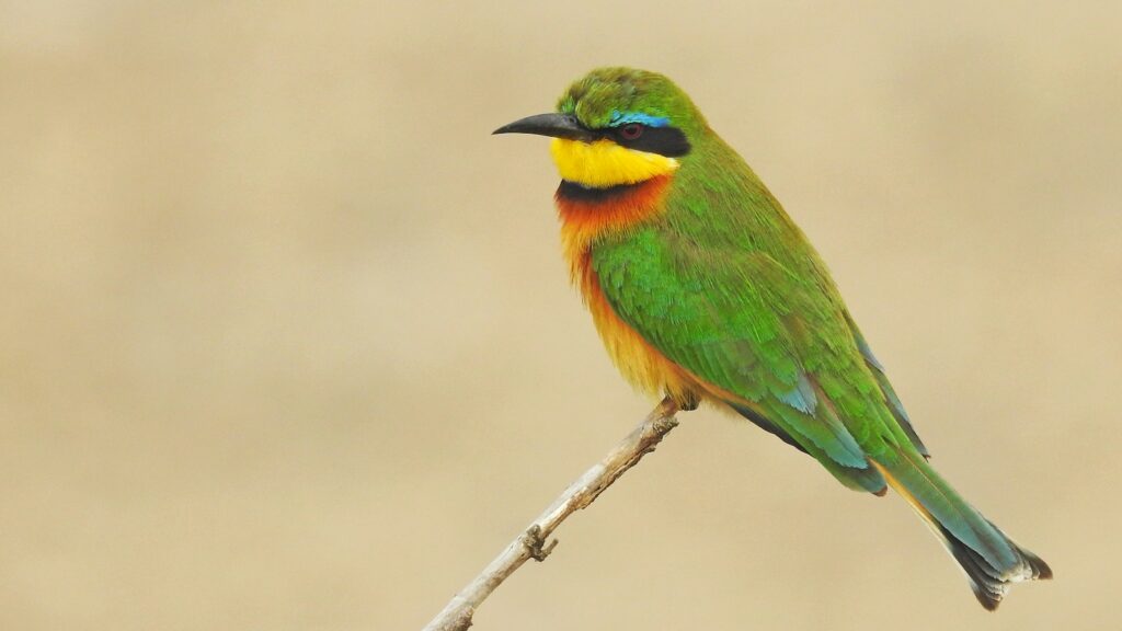 Green, yellow, and red bird perched on brown stick.