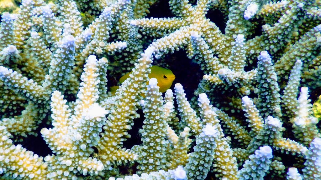 A bright yellow fish peeks out from dense, spiky coral structures underwater.