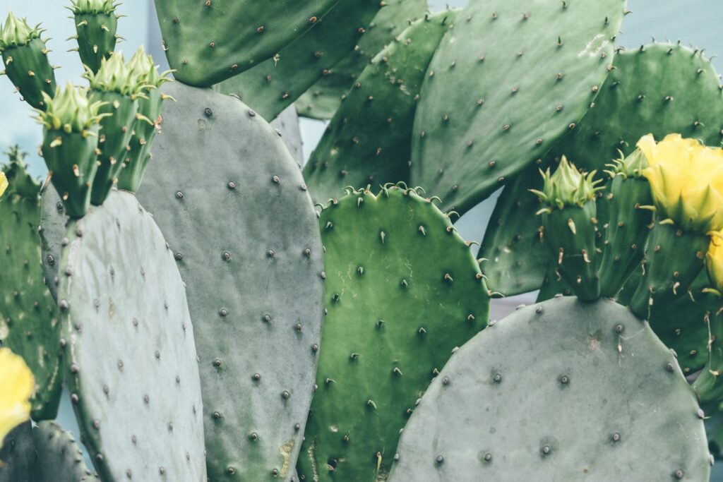 green cactus plant during daytime