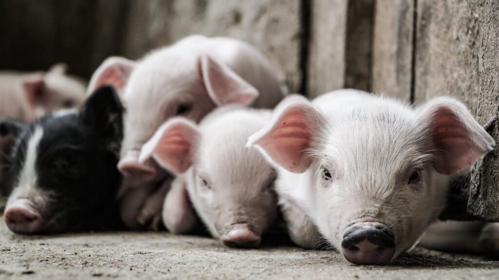 Brown and black piglets lying on the floor.