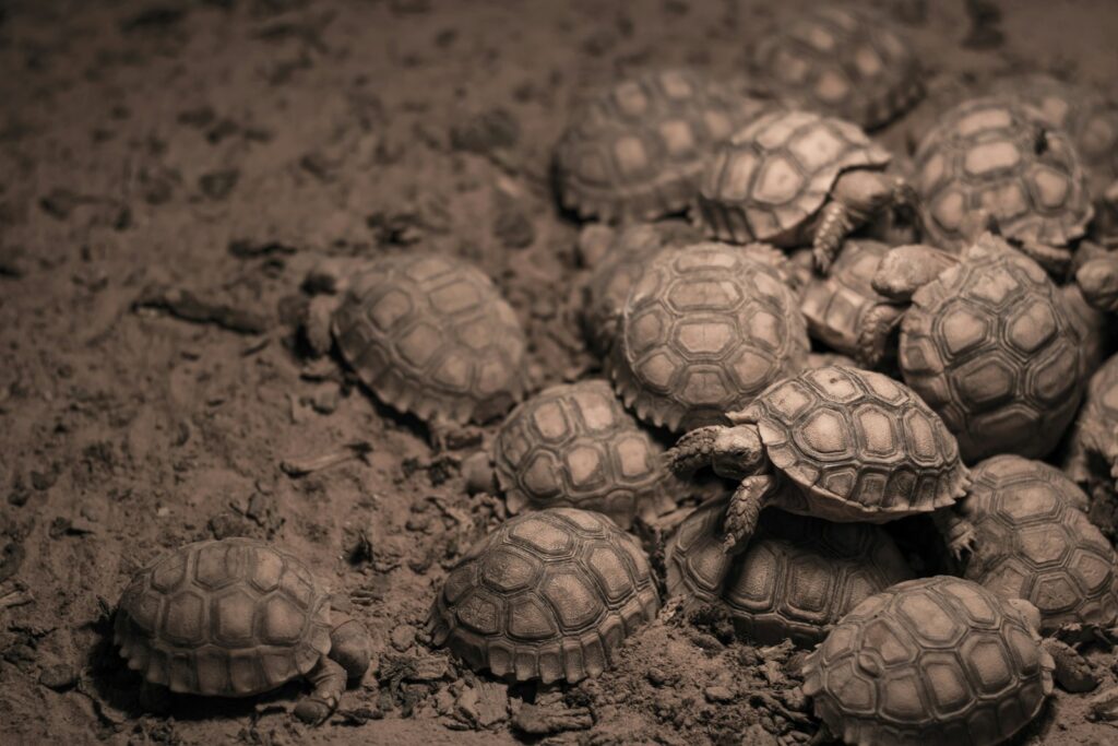 group of turtles