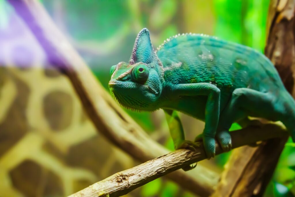 green chameleon crawling on branch