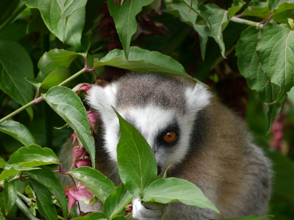 A close up of a small animal in a tree