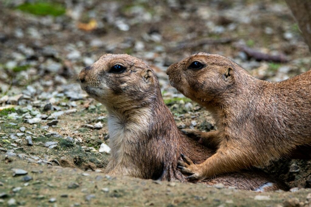 brown rodent on gray rock during daytime