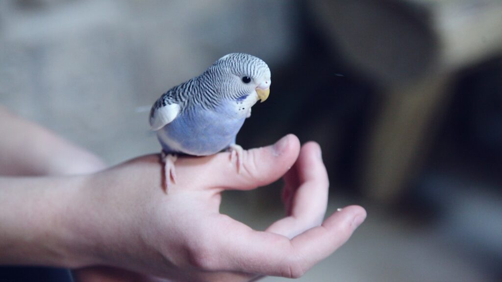 Blue parakeet perched on a person’s hand.