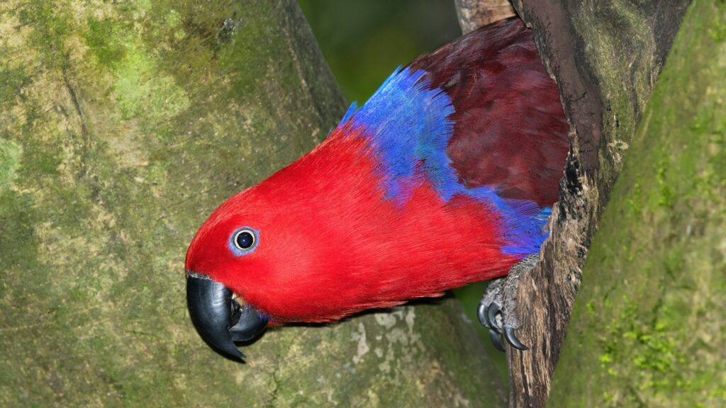 A red and blue parrot perched on a tree.