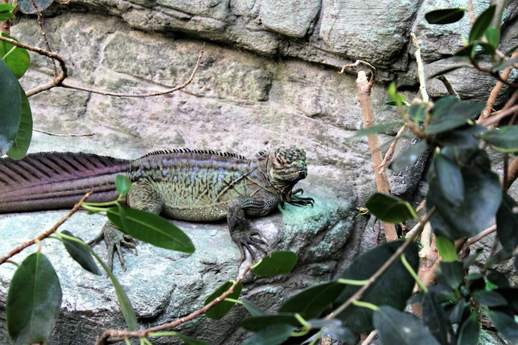 green and maroon reptile animal on focus photography
