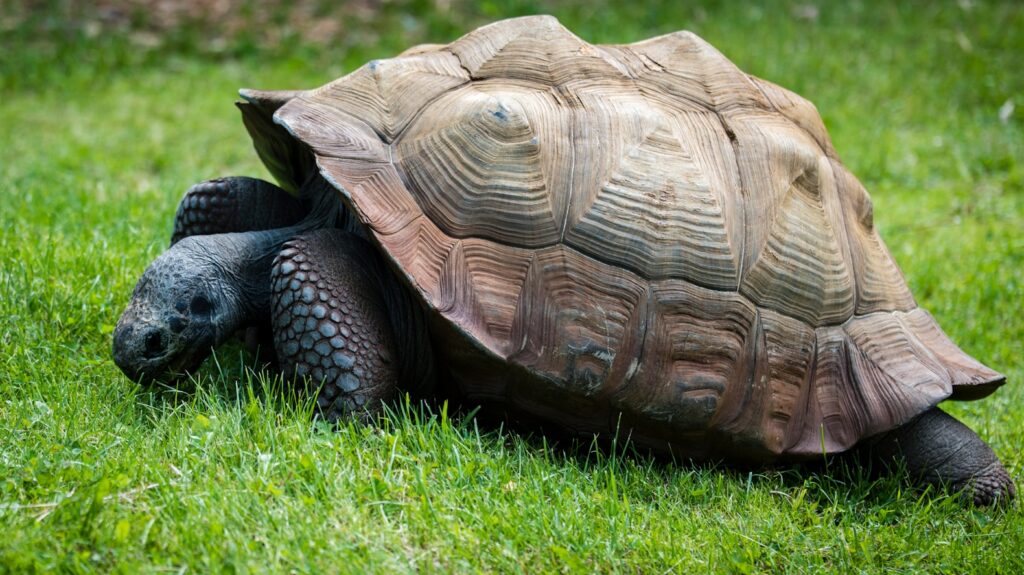 Brown and gray turtle in green grass at daytime.
