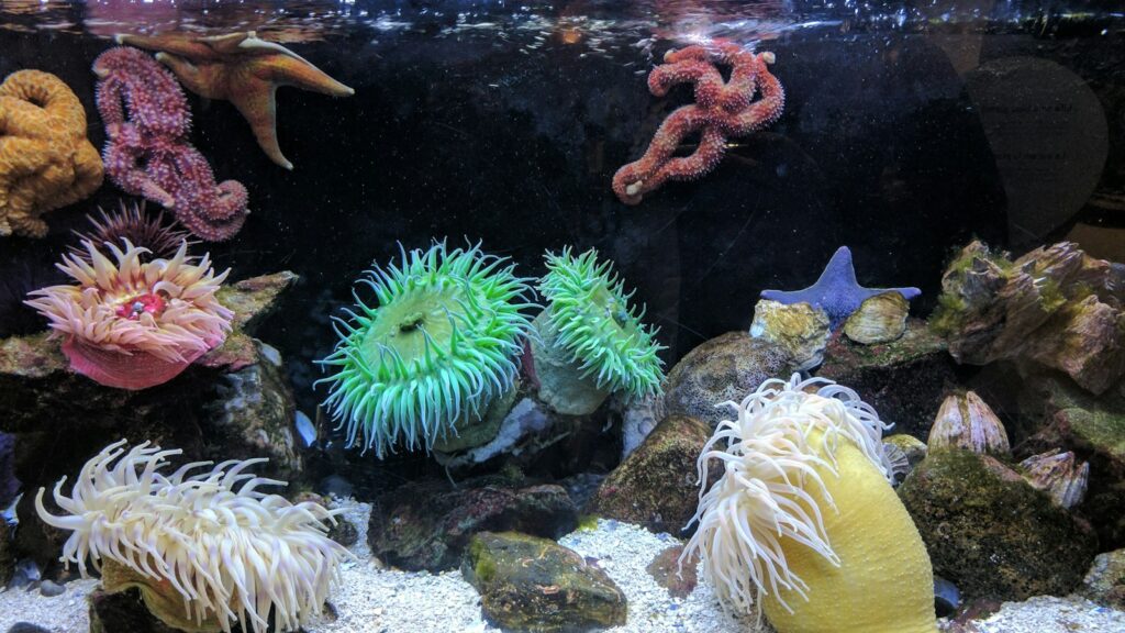 Photography of aquarium with corals.