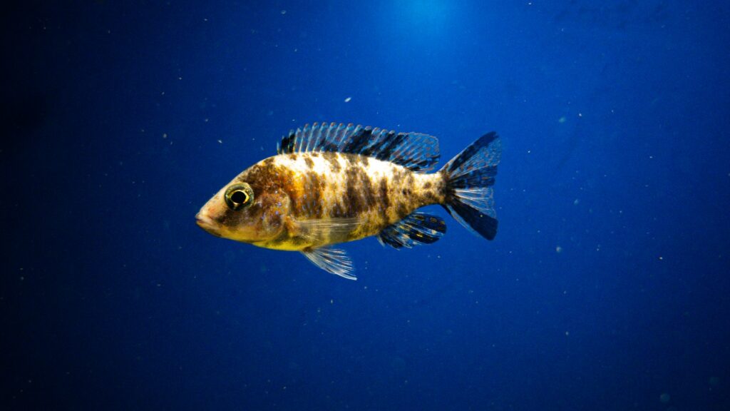 Yellow and brown fish swimming in water.