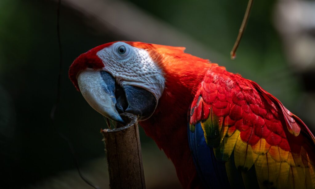 A colorful parrot perched on top of a wooden stick