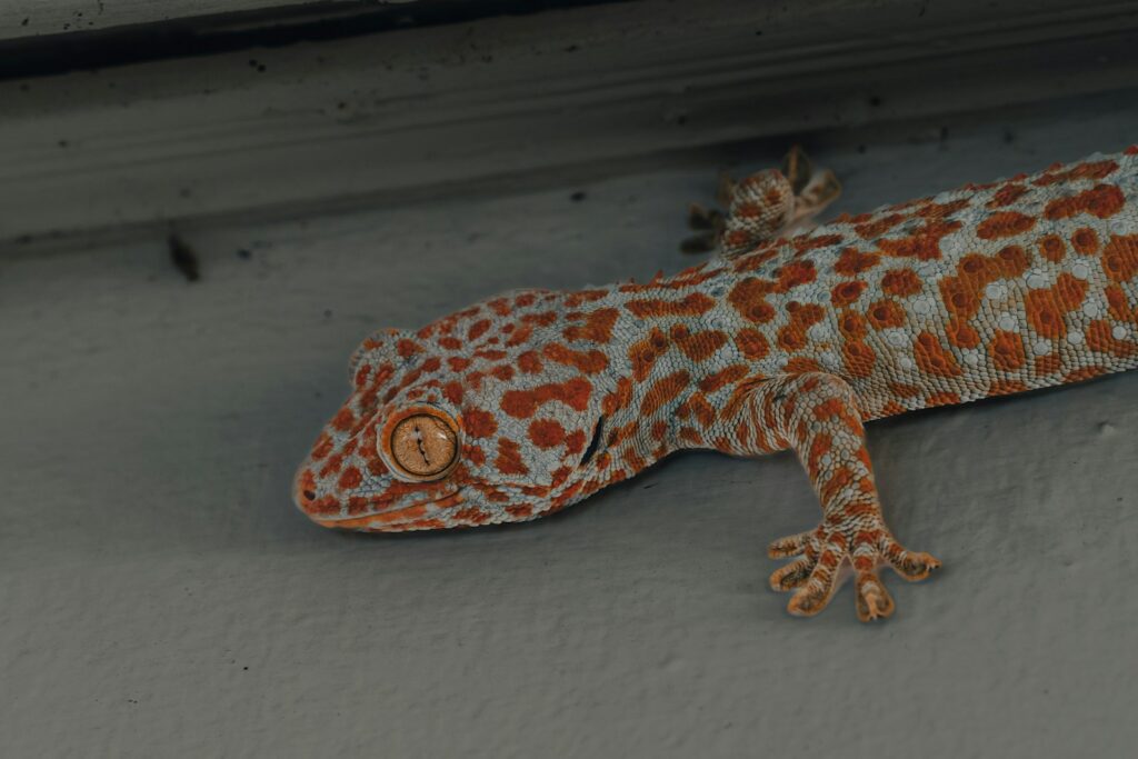 an orange and white gecko sitting on a wall