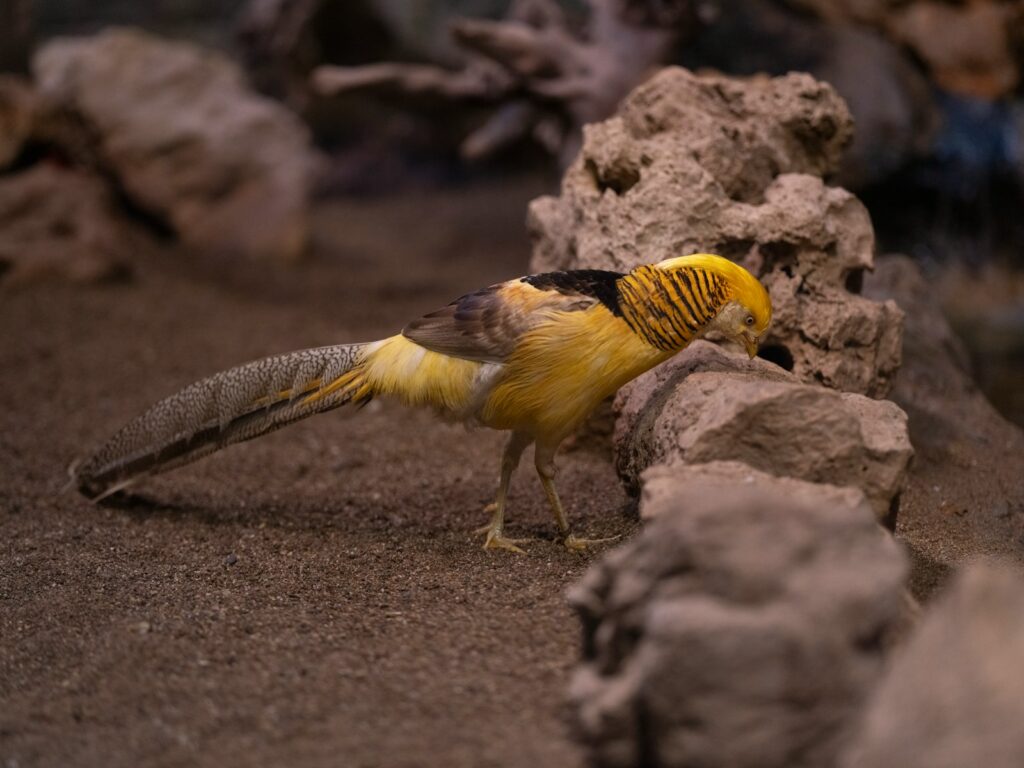 A small yellow bird standing on top of a pile of rocks