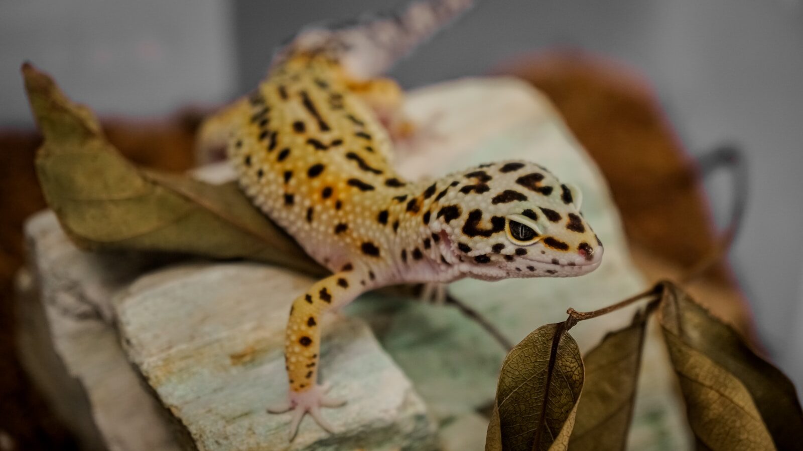 Brown and white lizard on brown wood.