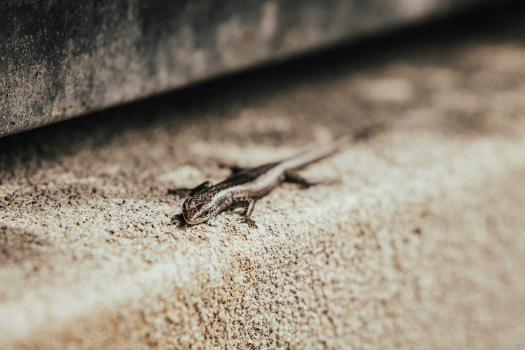 a lizard crawling on the side of a building