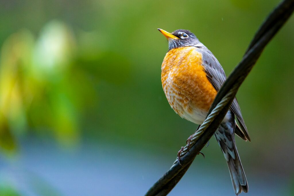 brown and black bird on tree branch