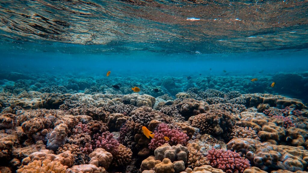 Coral reef under clear blue water with a few small orange fish.