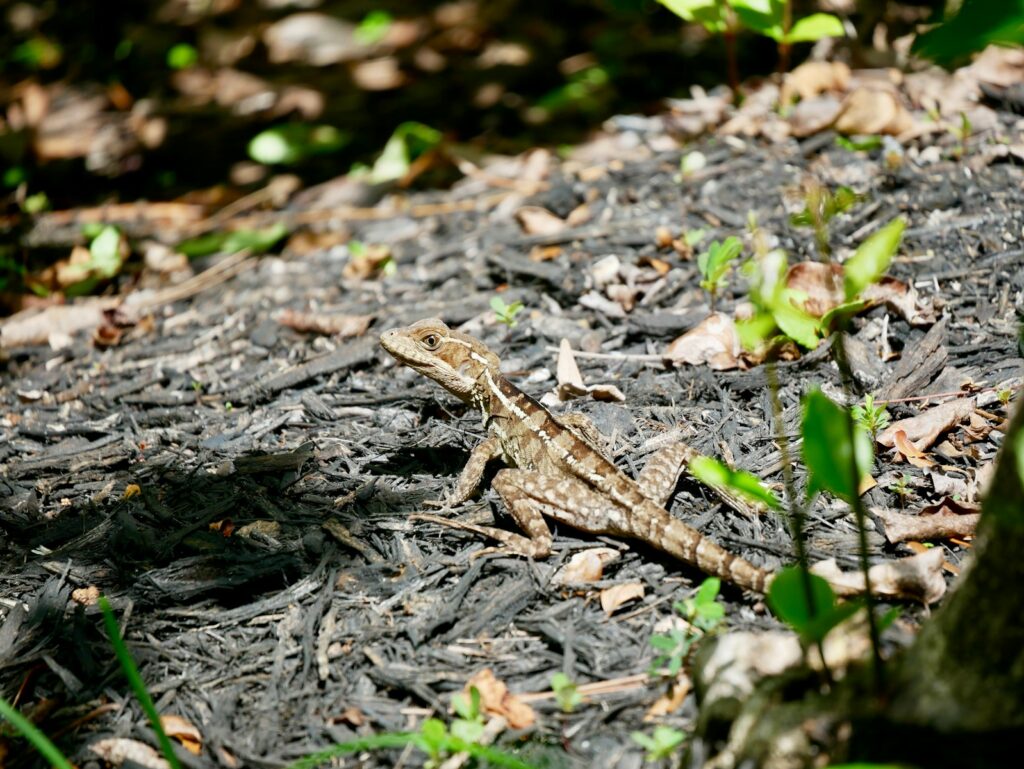 a small lizard is sitting on the ground
