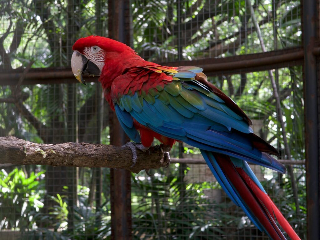 red and blue bird standing on brown wooden stick