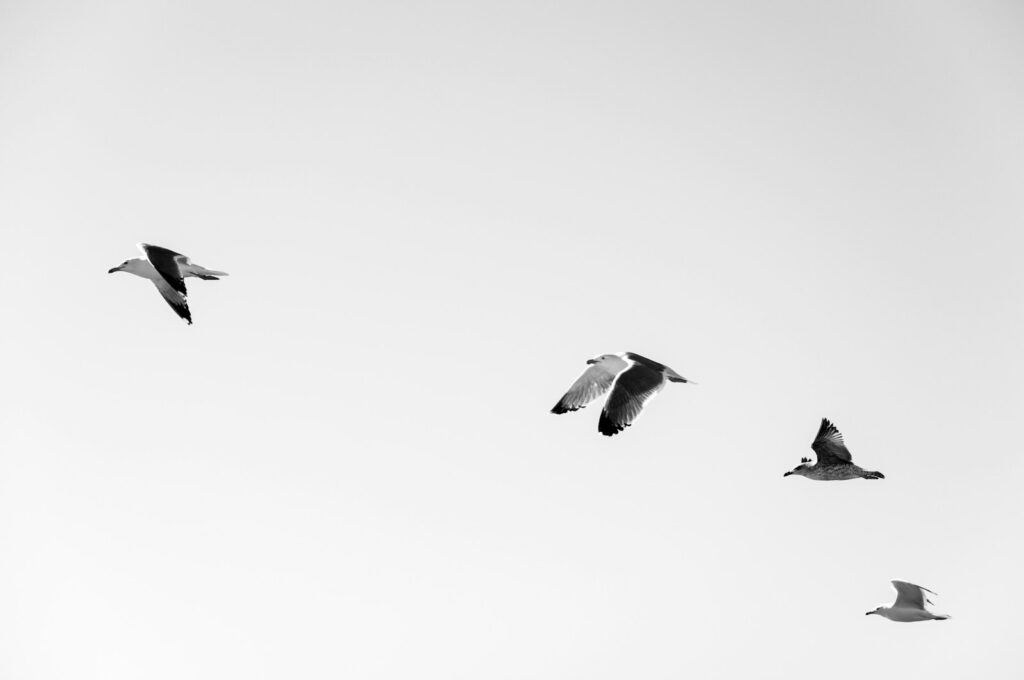 four white-and-black seagulls flying at daytime