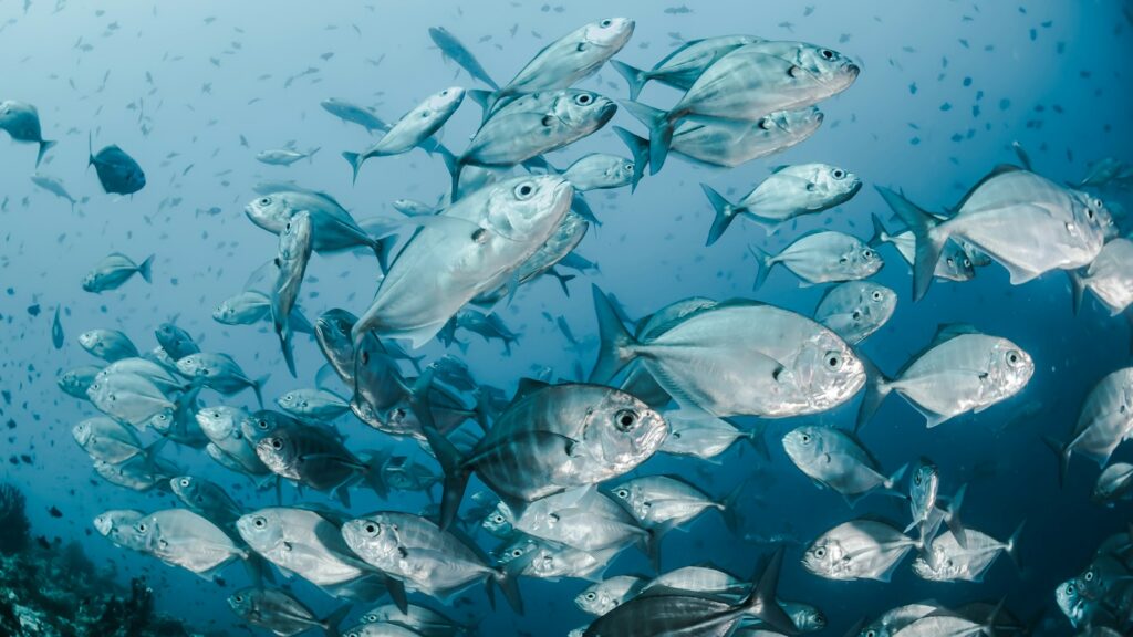 School of silver fish swimming in clear blue ocean water.