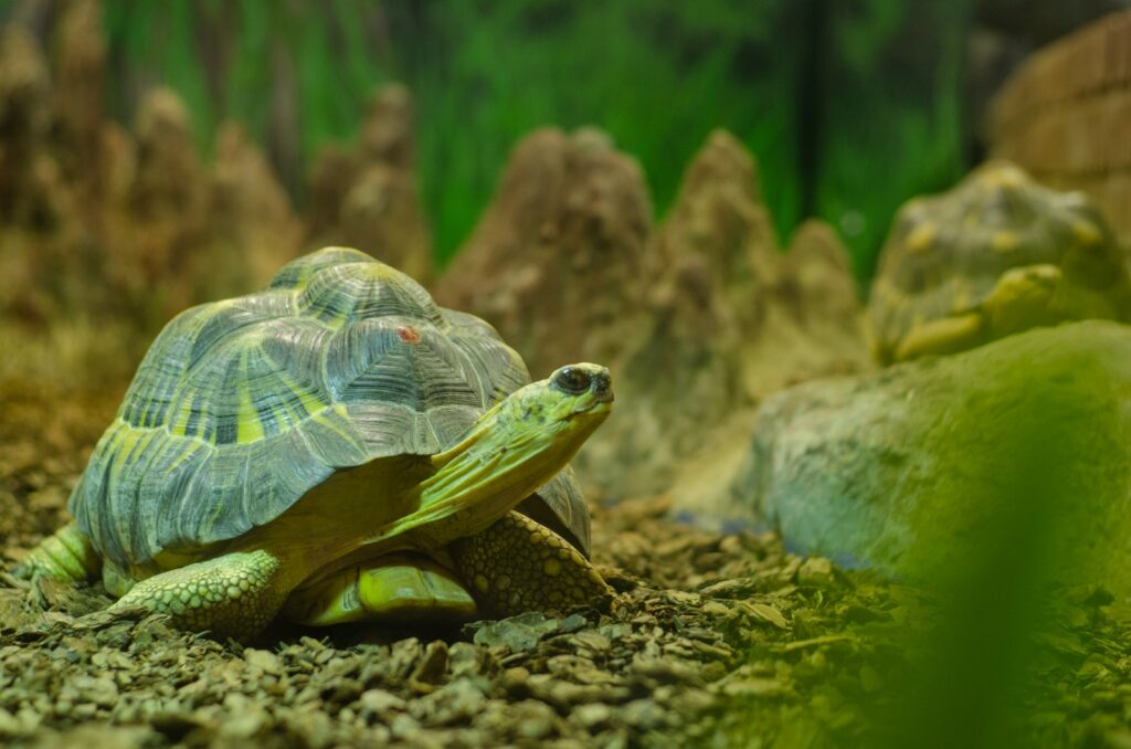 a close up of a turtle in an aquarium