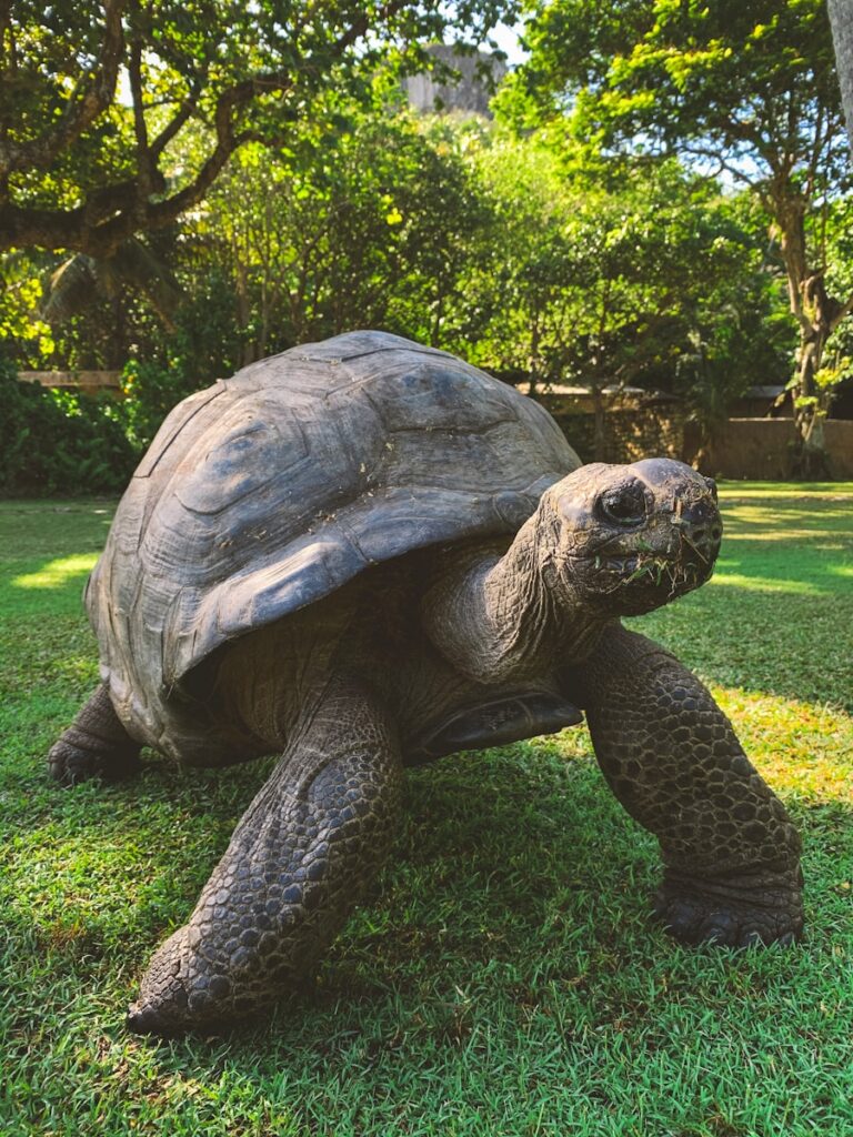 brown tortoise walking in grass
