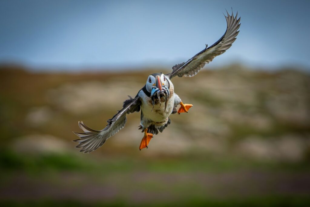 A bird flying in the air with a blurry background