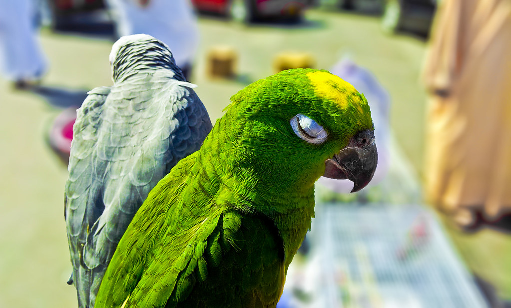 Amazon Parrots