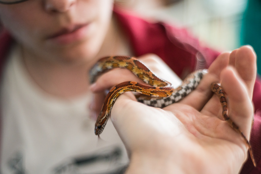 Concerning Changes in Skin and Scale Appearance
