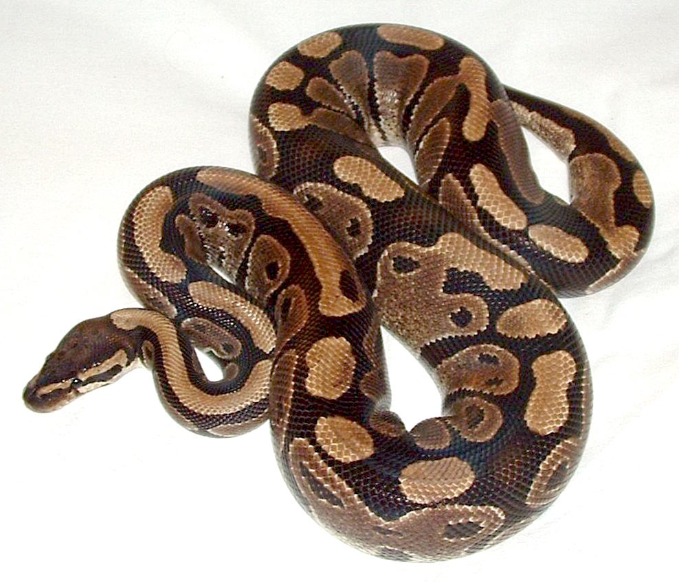ball python on a flat white surface
