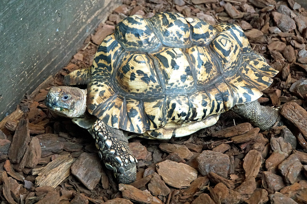 tortoise on wood chips