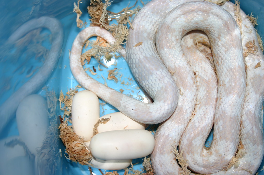 Snow Corn Laying eggs