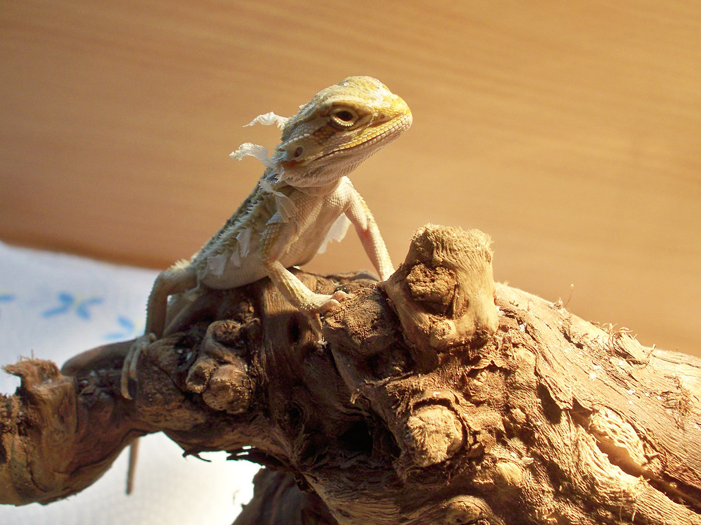 bearded dragon shedding its skin