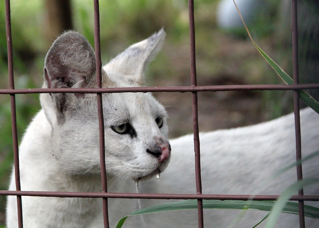 Albino Tonga behind a fence