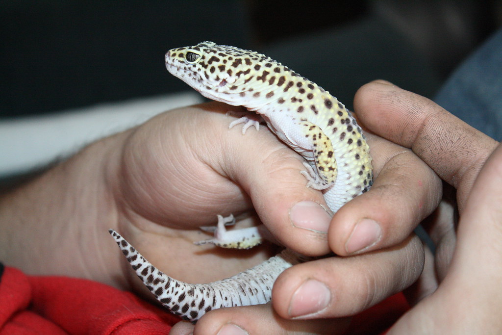 Al the Leopard Gecko being held