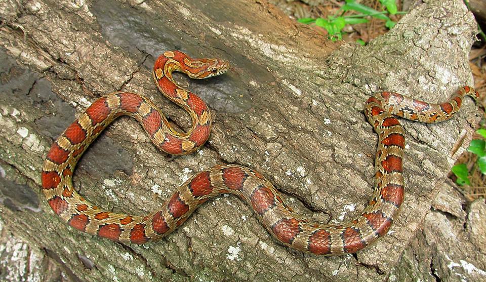 Corn Snakes: Rainbow of Morphs