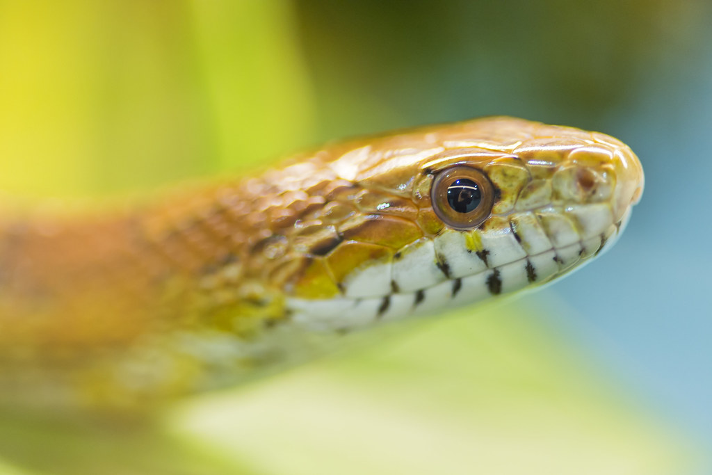 corn snake against a blurry background