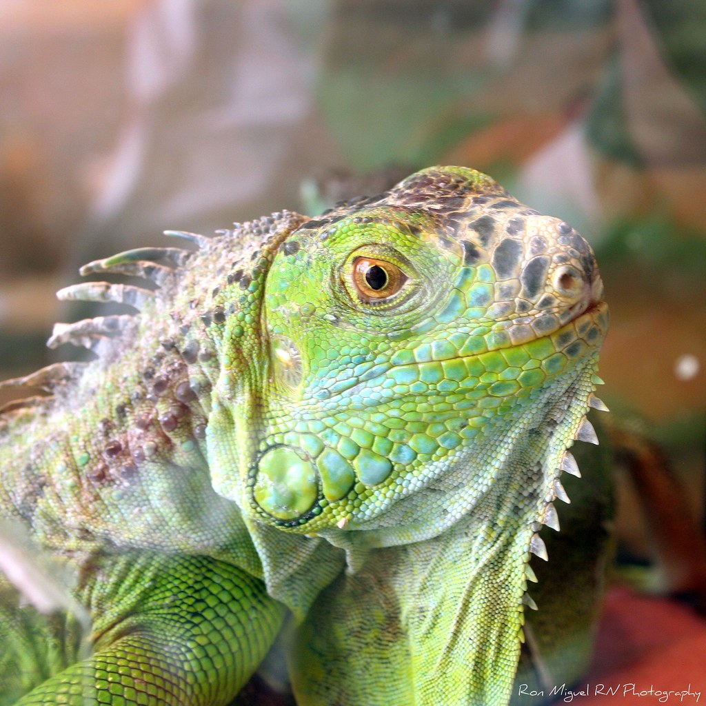 side view of a green Iguana