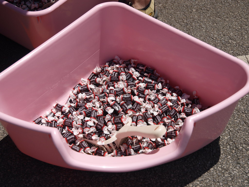 Selecting the Right Litter Box