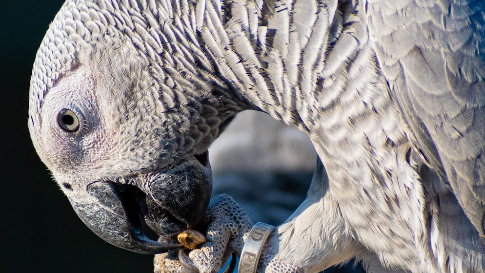 African grey eating a piece of food